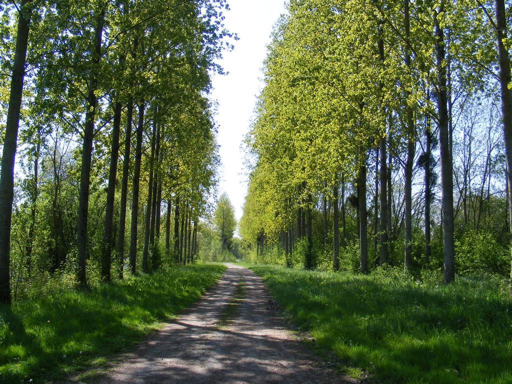 Chambres D'Hotes Vignes Et Loire Drain Kültér fotó