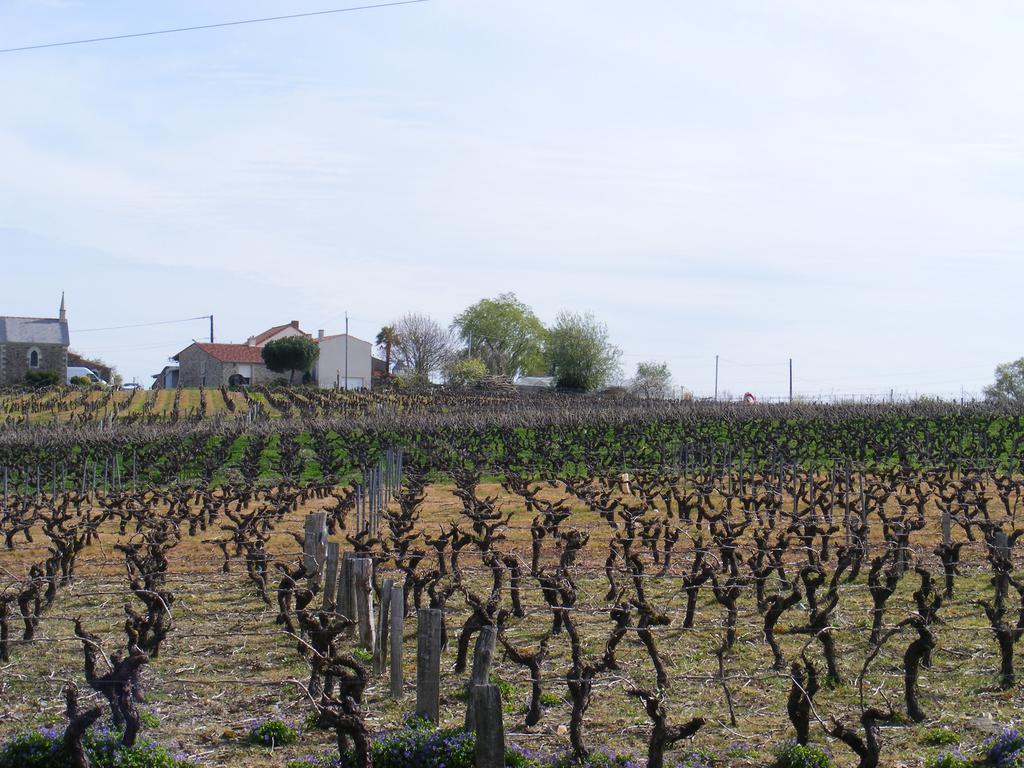 Chambres D'Hotes Vignes Et Loire Drain Kültér fotó